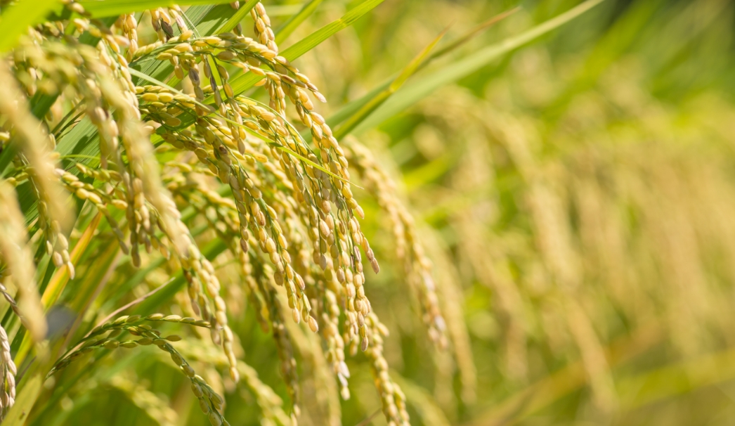 北海道産ゆめぴりかイメージ写真